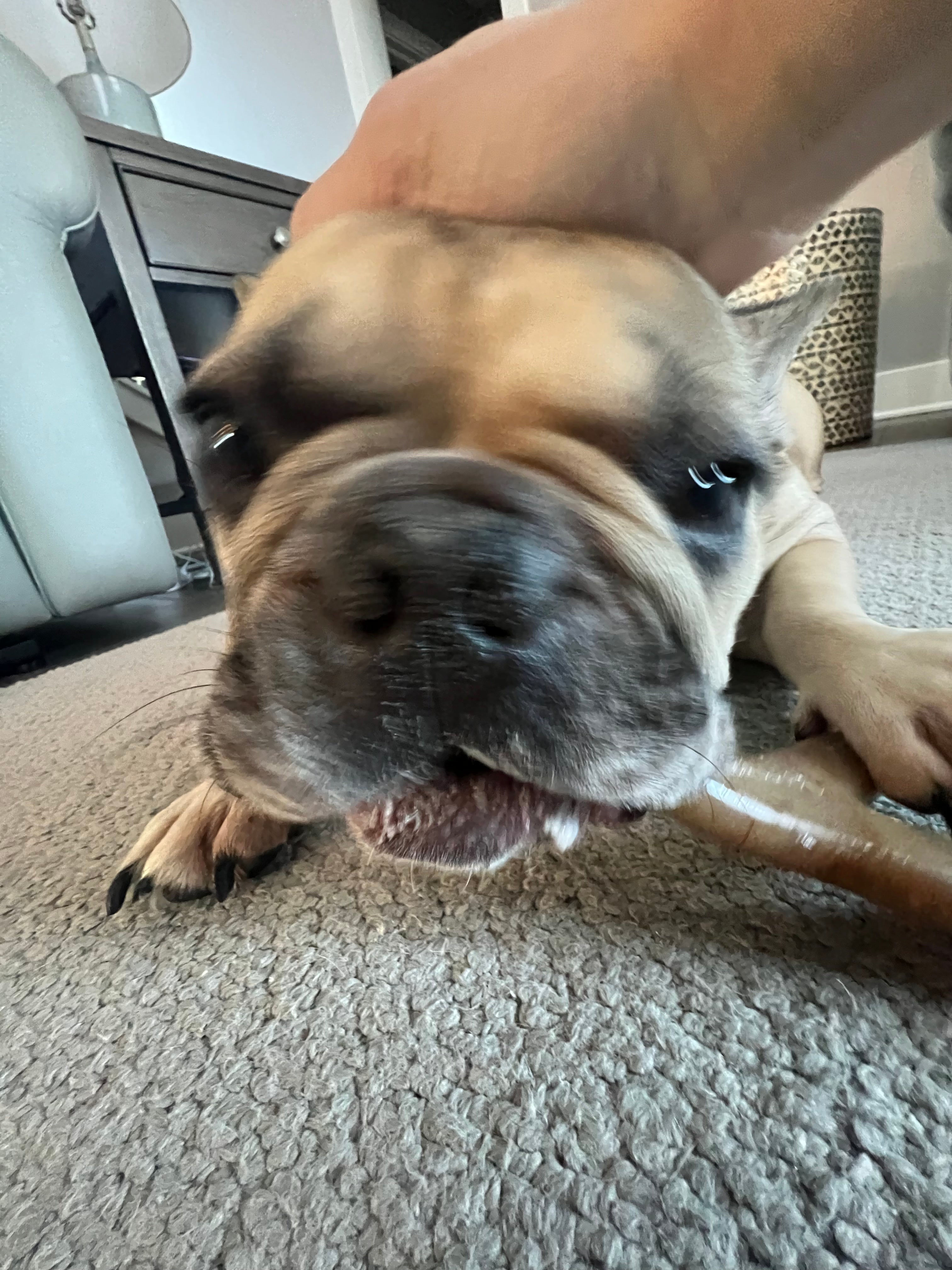 Brown Pug Dog Enjoys Pasture Paws Dog Treats