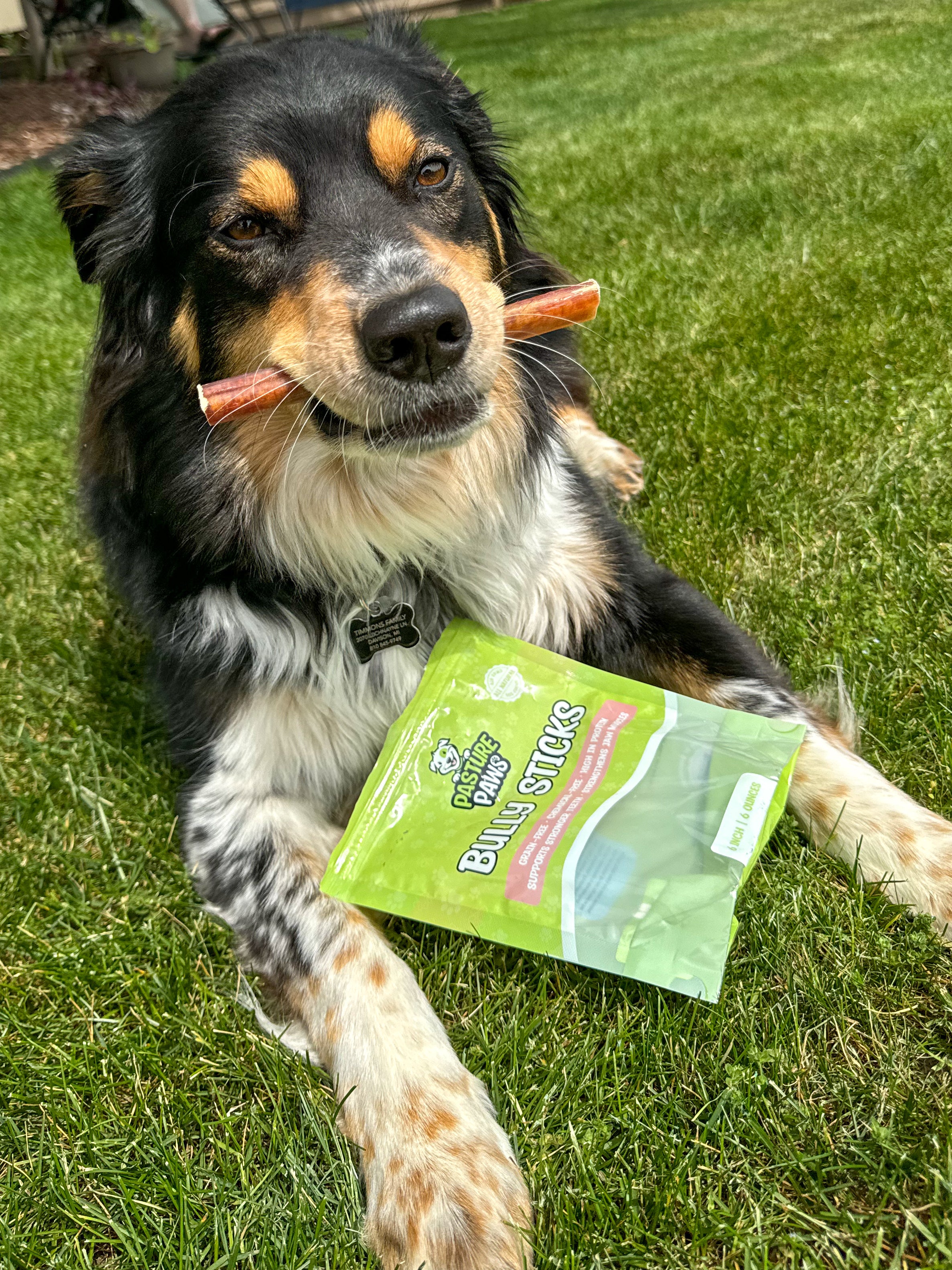 Cute black dog enjoying Pasture Paws Dog Treats