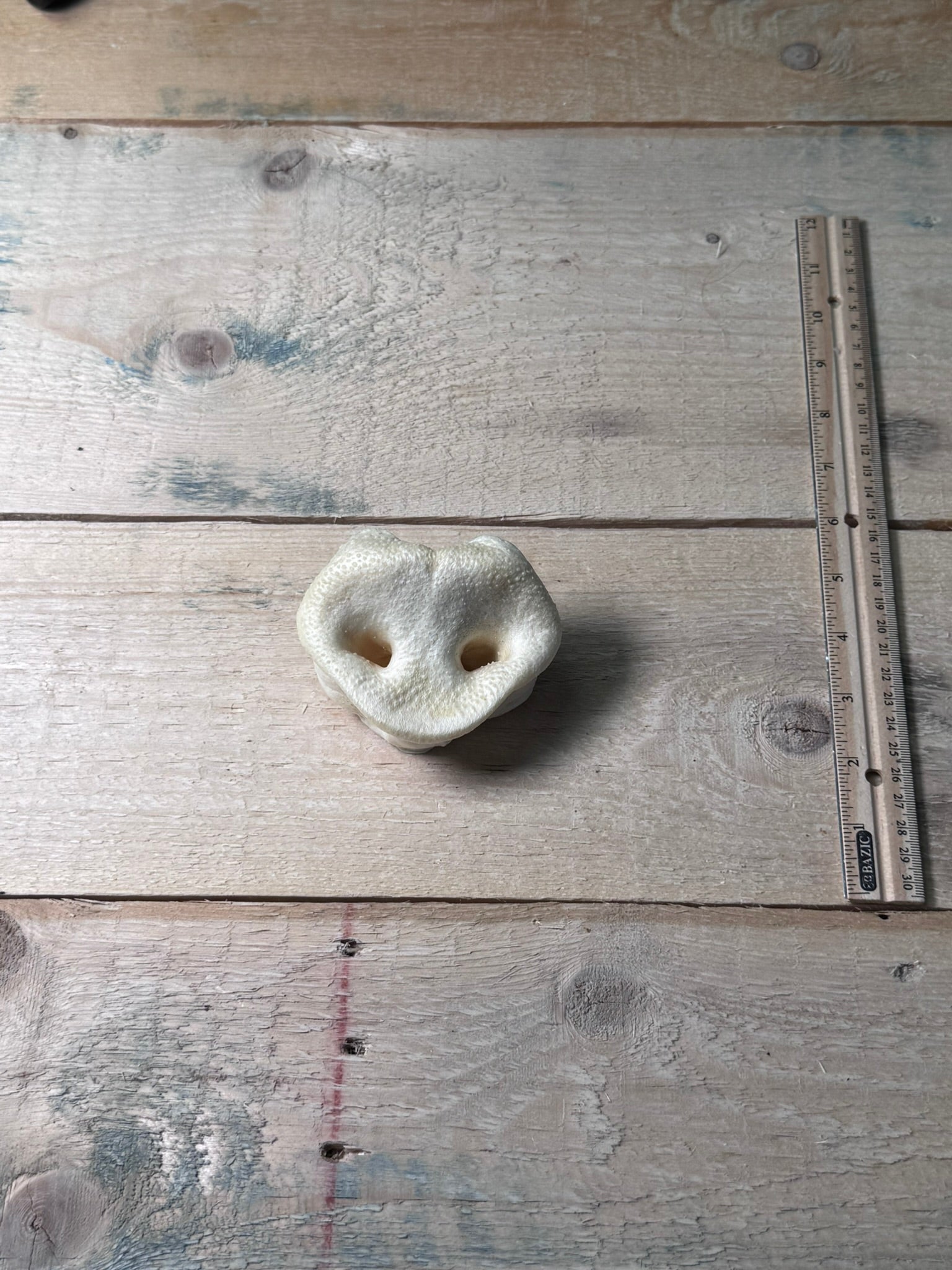 Pig Snout - Pasture Paws