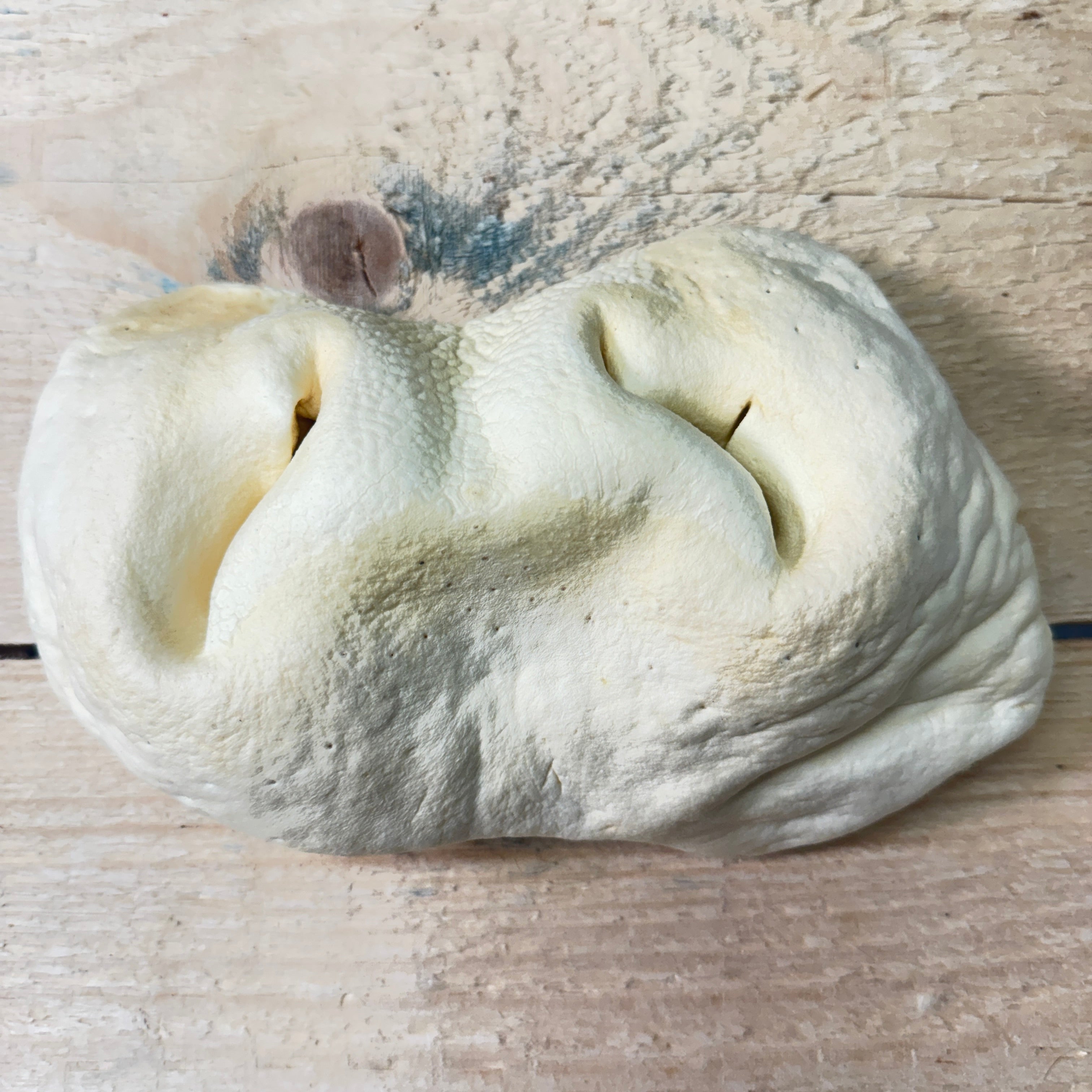 Beef Snout - Single - Pasture Paws