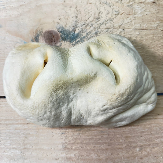 Beef Snout - Single - Pasture Paws