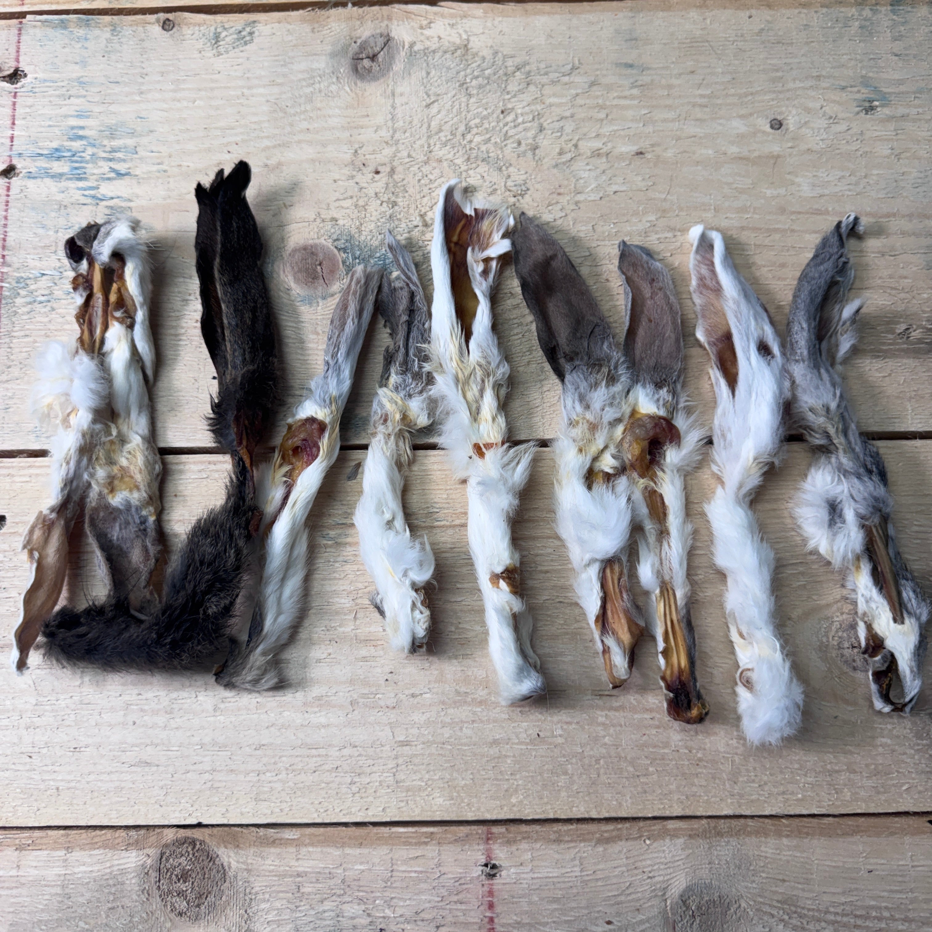 Hairy Rabbit Ears - 10 Pack - Pasture Paws