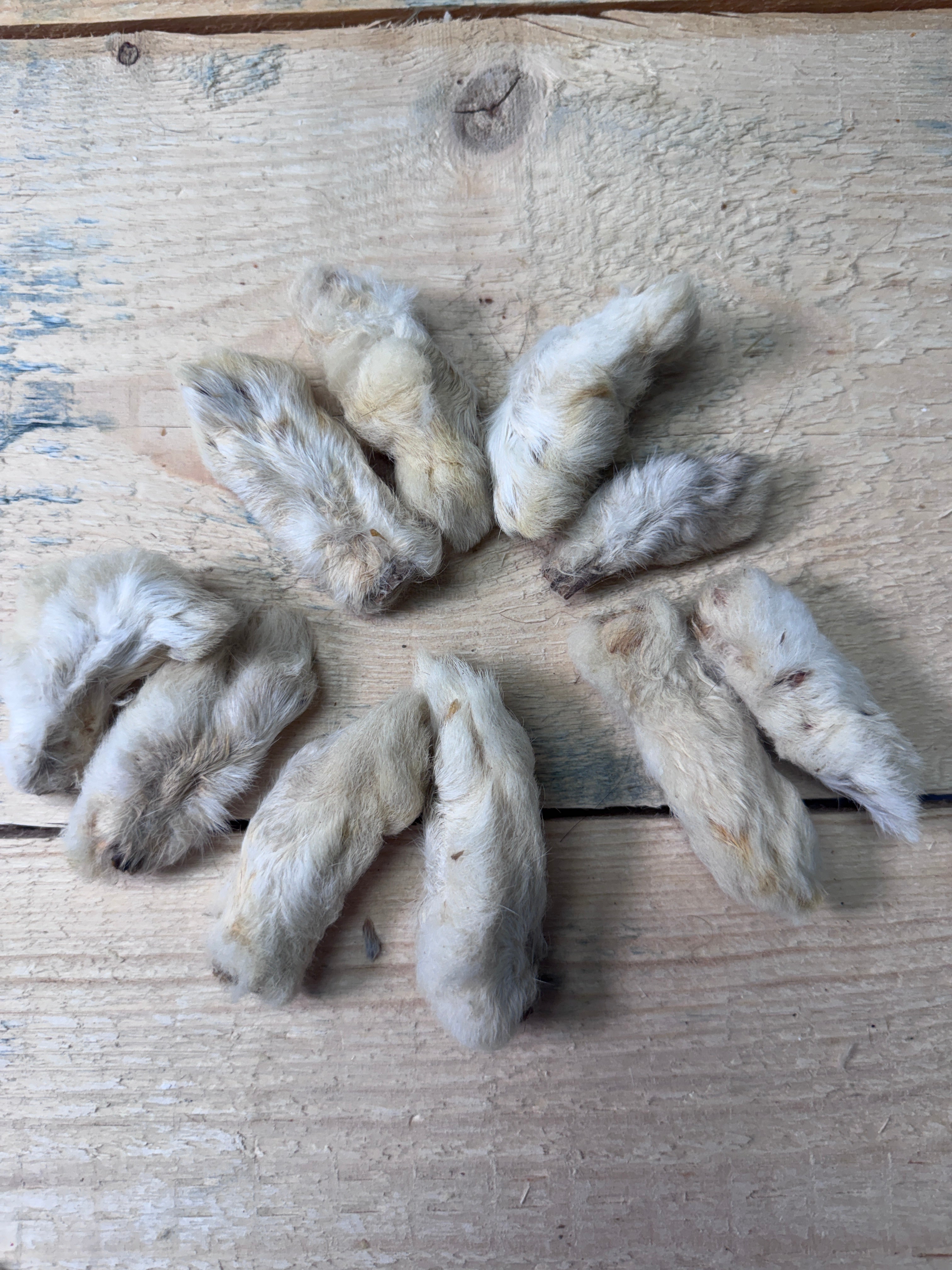 Hairy Rabbit Feet - 10 Pack - Pasture Paws