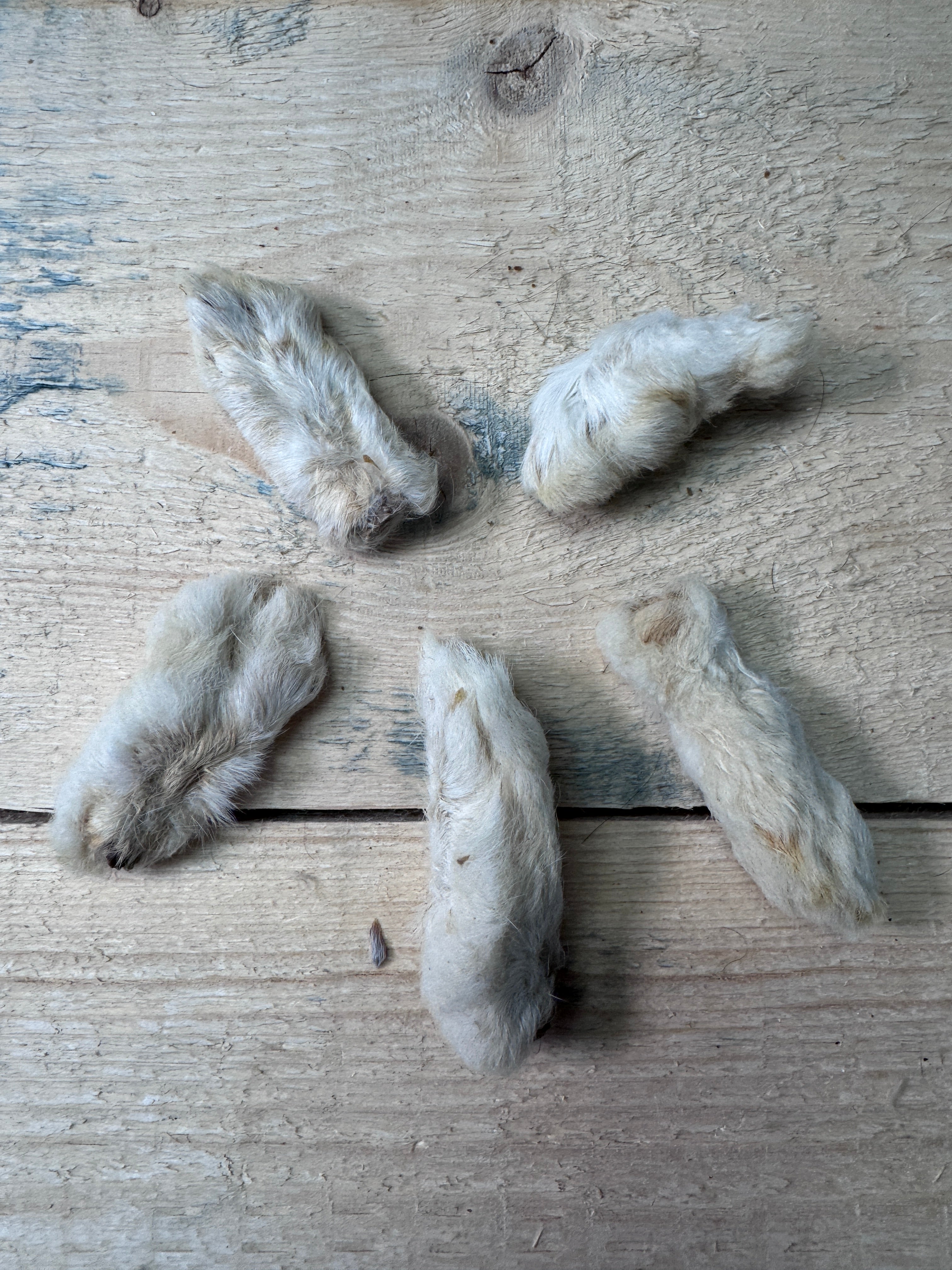 Hairy Rabbit Feet - 5 Pack - Pasture Paws