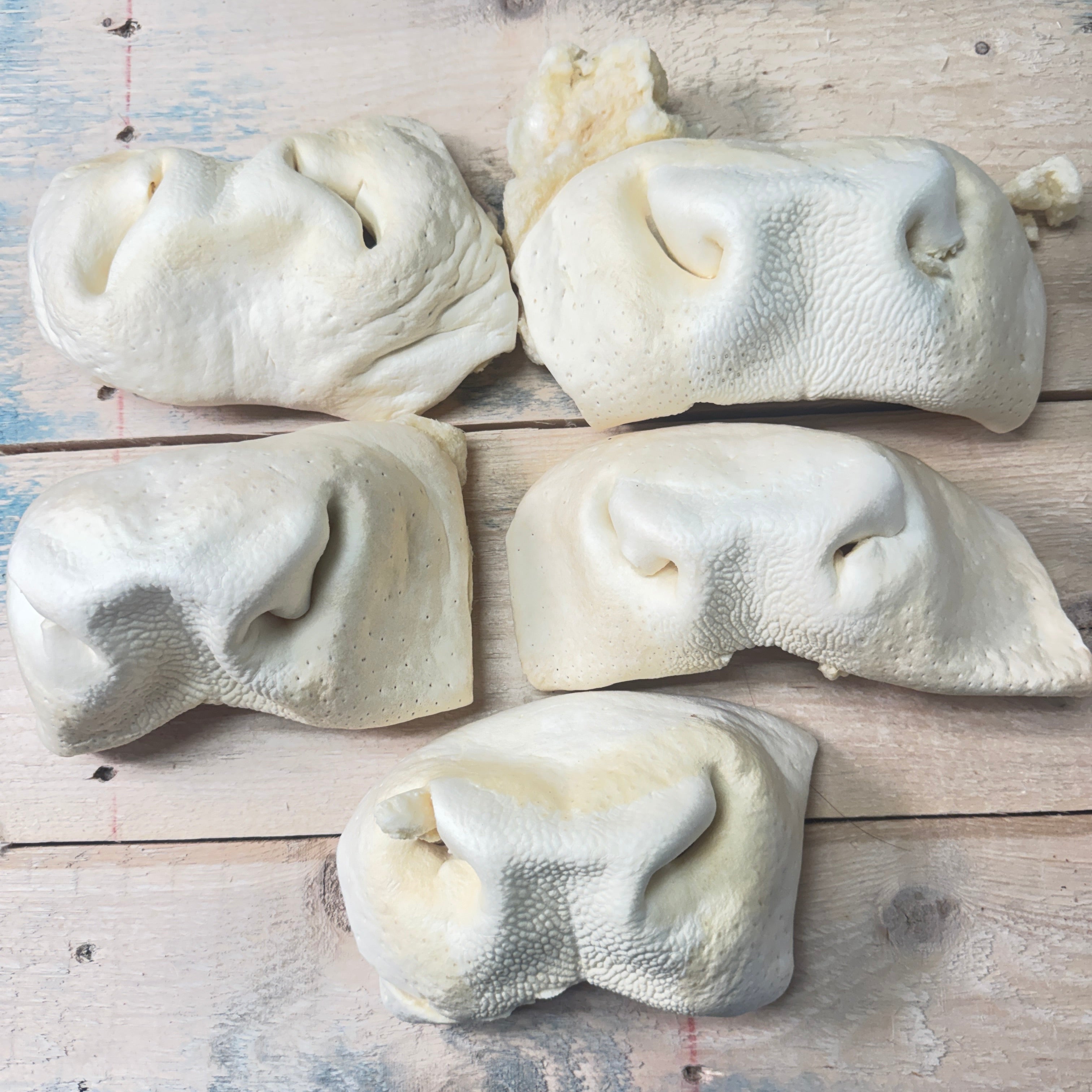 Beef Snout - 5 Pack - Pasture Paws