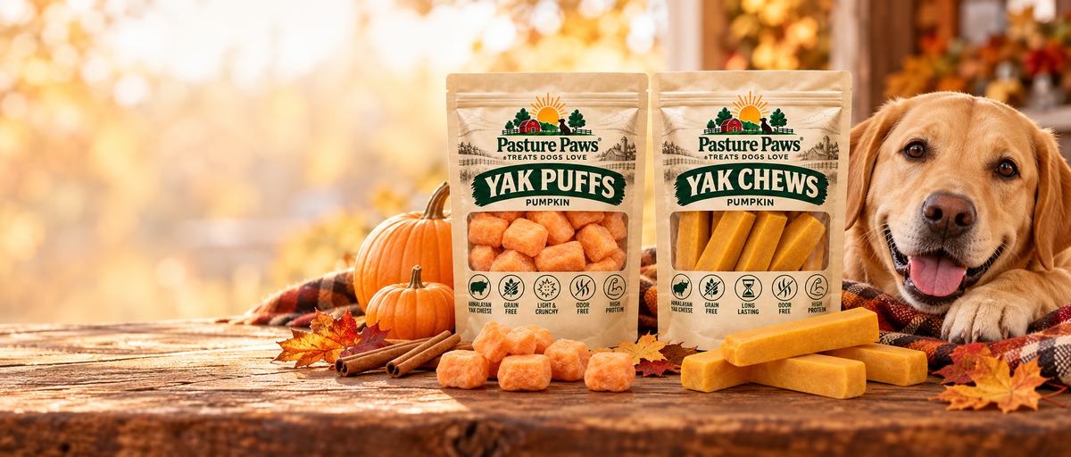 Pumpkin yak puffs and pumpkin yak cheese dog treat pouches with a Labrador retriever surrounded by autumn pumpkins and leaves