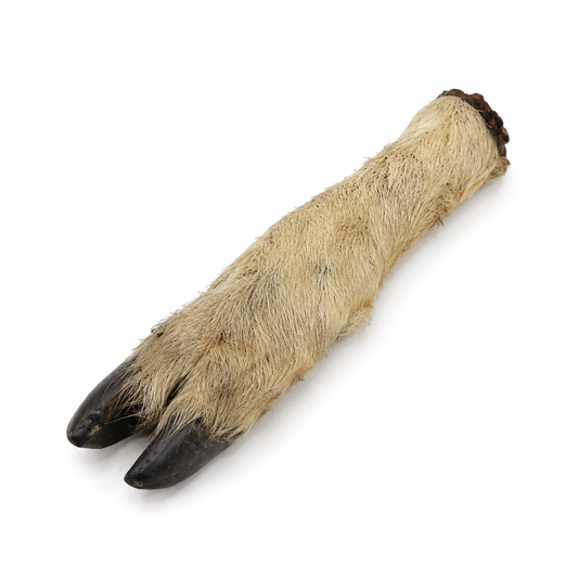Hairy Lamb Feet - Single