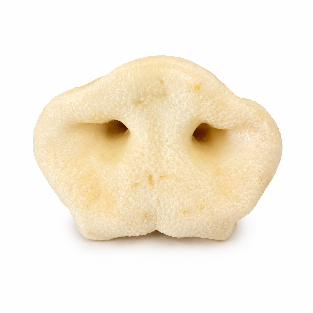 A single smoked pig snout for dogs on a white background