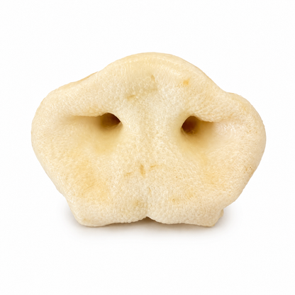 A single smoked pig snout for dogs on a white background