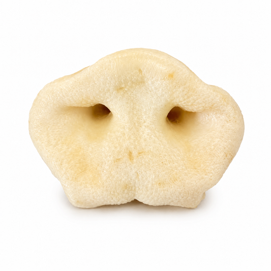 A single smoked pig snout for dogs on a white background