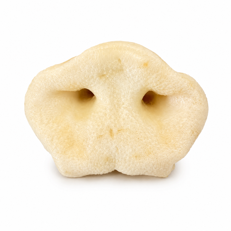 A single smoked pig snout for dogs on a white background