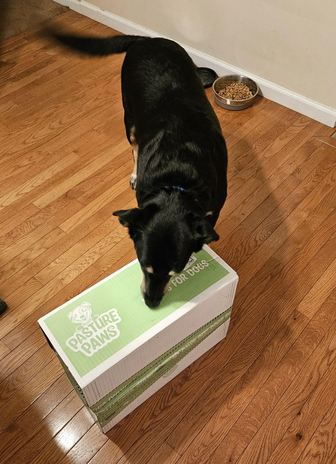 Nice black dog sniffing a box of Pasture Paws Dog Treats