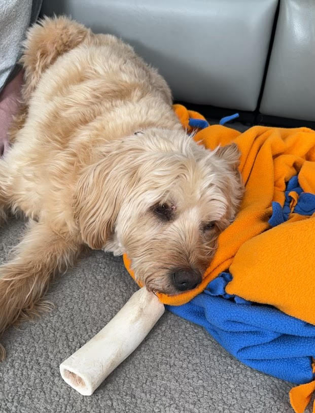 Dog Wrigley with a Beef Shin Bones Dog Treats from Pasture Paws